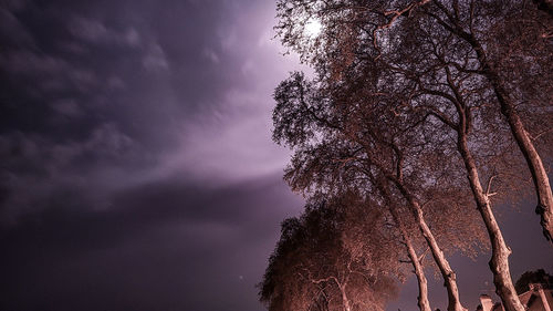 Low angle view of tree against sky