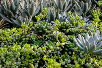 Close-up of plants growing outdoors