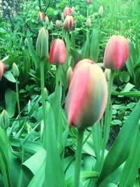 Close-up of red flowers