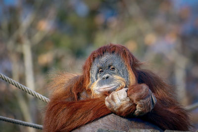 Close-up portrait of monkey