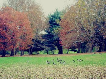 Trees on field