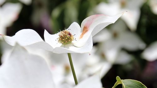 Close-up of white flowering dogwood tree