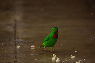 Close-up of parrot perching on wood