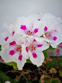 Close-up of pink flowers blooming outdoors