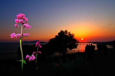 Pink flowers blooming on tree against sky during sunset