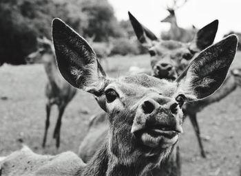 Close-up portrait of deer