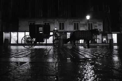 View of an animal on wet street at night