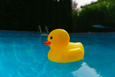 Close up of  a yellow toy rubber ducky floating in a backyard swimming pool on a sunny summer day. 