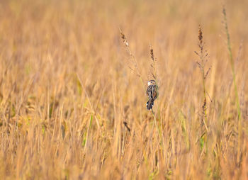 View of a bird on field