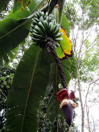 Low angle view of flowering plants against trees