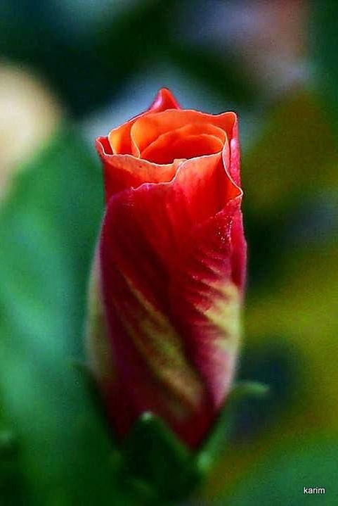 flower, petal, close-up, flower head, focus on foreground, red, fragility, freshness, growth, beauty in nature, single flower, nature, selective focus, rose - flower, blooming, plant, in bloom, day, botany, bud