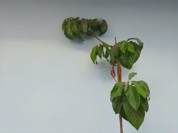 Close-up of fresh green leaves against white background