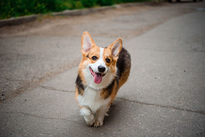 Portrait of dog on footpath