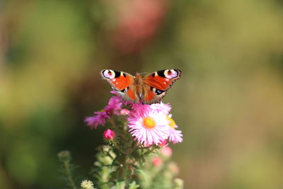 Close-up of butterfly pollinating on pink flower