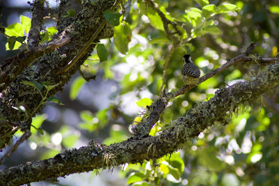 Low angle view of bird perching on branch