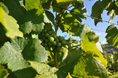 Low angle view of grapes growing on tree