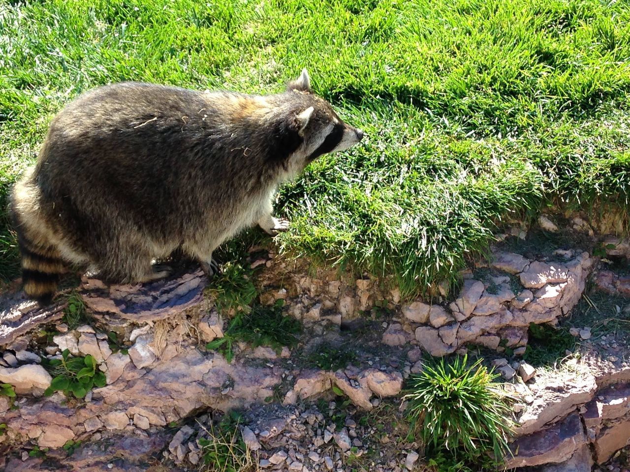 HIGH ANGLE VIEW OF RABBIT ON ROCK