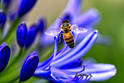 Close-up of bee pollinating on flower