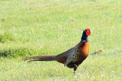 Side view of a pheasant in a field. close-up, full frame.