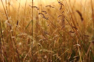 Close-up of stalks in field