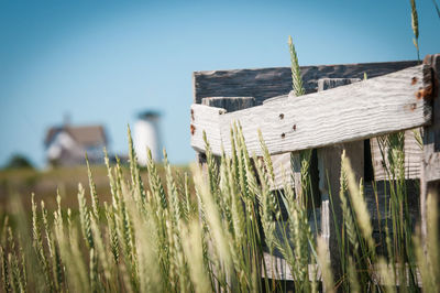 Close-up of grass growing on field