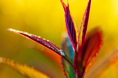 Close-up of wet purple flower