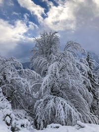Snow covered plants against sky