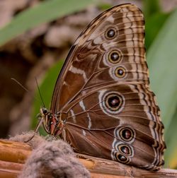 Close-up of butterfly