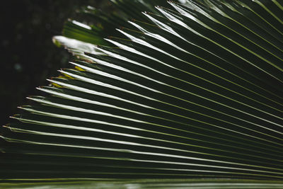 Close-up of palm leaves