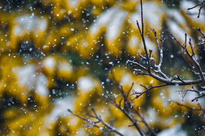 Close-up of wet tree during winter
