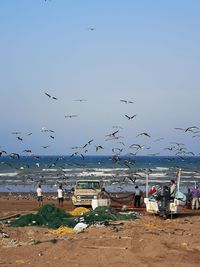 Seagulls flying over beach against sky