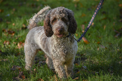 Cockapoo dog on grass field 