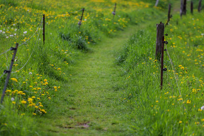 Plants growing on field