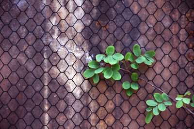 Old mesh walls with small trees for the background