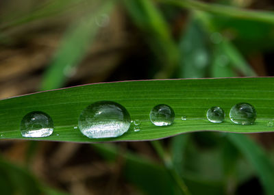 Close-up of raindrops on grass