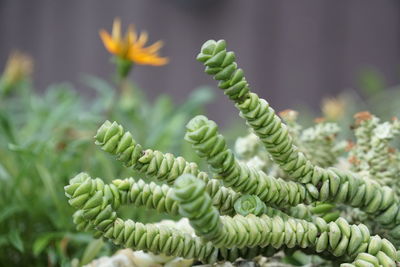 Close-up of flowering plant