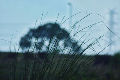 Close-up of grass growing in field