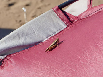 High angle view of insect on pink leaf