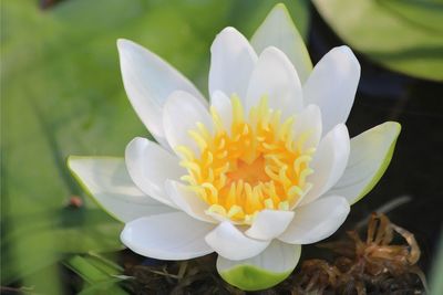 Close-up of white flower