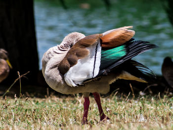 View of duck on field