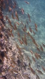 Fish swimming in sea