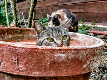 Close-up of cat hiding in flower pot