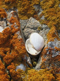 Close-up of seashell on rock