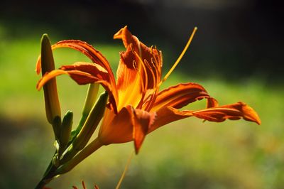 Close-up of orange lily blooming at park