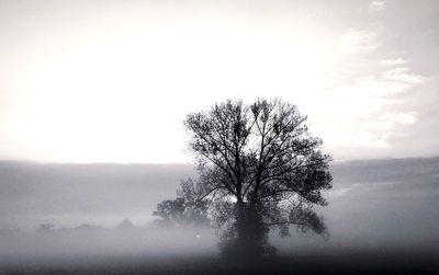 Bare tree on landscape against clear sky