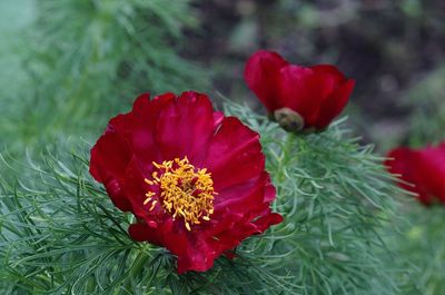 Close-up of red flowering plant