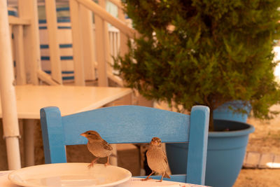 Two sparrows landed on a tavern table, looking for food