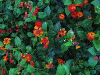 Close-up of red flowers