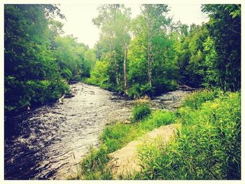 Scenic view of forest