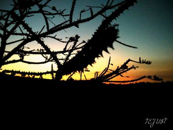 Low angle view of silhouette bare tree against sky